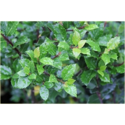 krzewy Ostrokrzew Meservy Blue Angel K159