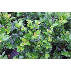 krzewy Ostrokrzew Meservy Blue Angel K159