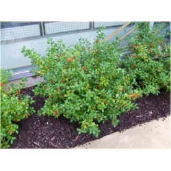 krzewy Ostrokrzew Meservy Blue Angel K159