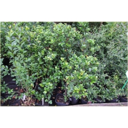 krzewy Ostrokrzew Meservy Blue Angel K159