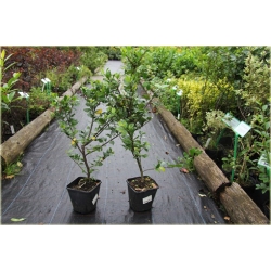 krzewy Ostrokrzew Meservy Blue Angel K159