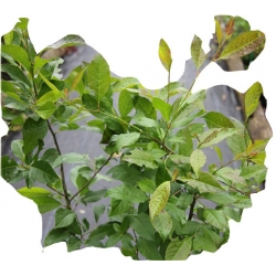 krzewy krzewy Ostrokrzew okółkowy K161