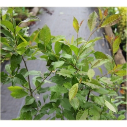 krzewy krzewy Ostrokrzew okółkowy K161