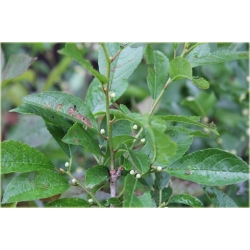 krzewy krzewy Ostrokrzew okółkowy K161