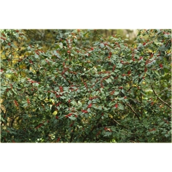 krzewy krzewy Ostrokrzew okółkowy K161