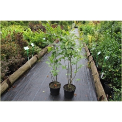 krzewy krzewy Ostrokrzew okółkowy K161