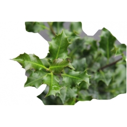 krzewy Ostrokrzew zwarty kolczasty K7