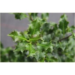 krzewy Ostrokrzew kolczasty Ilex K7