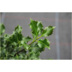 krzewy Ostrokrzew kolczasty Ilex K7