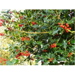 krzewy Ostrokrzew kolczasty Ilex K7