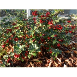 krzewy Ostrokrzew kolczasty Ilex K7