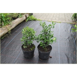 krzewy Ostrokrzew kolczasty Ilex K7