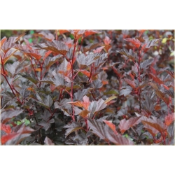 krzewy Pęcherznica kalinolistna K141