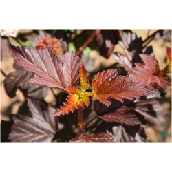 krzewy Pęcherznica kalinolistna K141