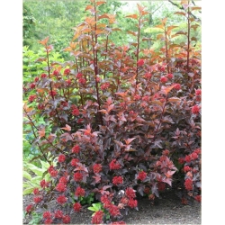 krzewy Pęcherznica kalinolistna K141