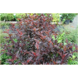 krzewy Pęcherznica kalinolistna K141