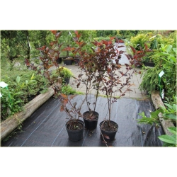 krzewy Pęcherznica kalinolistna K141