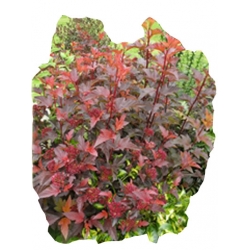 krzewy Pęcherznica kalinolistna K141