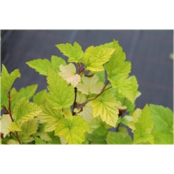 krzewy Pęcherznica kalinolist Darts Gold K128