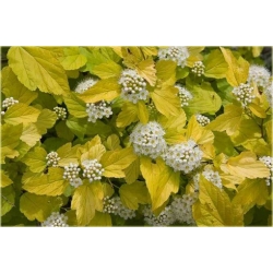 krzewy Pęcherznica kalinolist Darts Gold K128