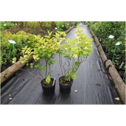 krzewy Pęcherznica kalinolist Darts Gold K128