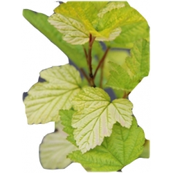 krzewy Pęcherznica kalinolist Darts Gold K128