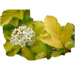 krzewy Pęcherznica kalinolistna Luteus K124