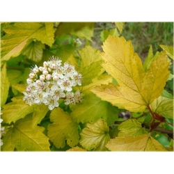 krzewy Pęcherznica kalinolistna Luteus K124