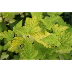 krzewy Pęcherznica kalinolistna Luteus K124