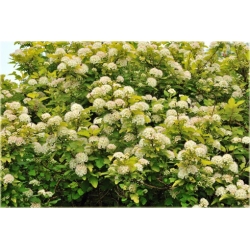 krzewy Pęcherznica kalinolistna Luteus K124