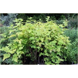 krzewy Pęcherznica kalinolistna Luteus K124