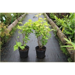 krzewy Pęcherznica kalinolistna Luteus K124