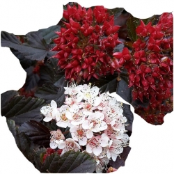 krzewy Pęcherznica kalinolistna K90