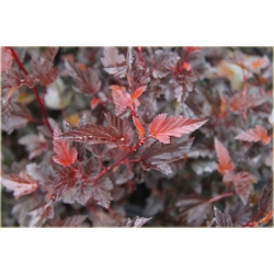 krzewy Pęcherznica kalinolistna K90