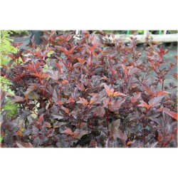 krzewy Pęcherznica kalinolistna K90