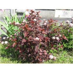 krzewy Pęcherznica kalinolistna K90