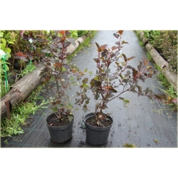 krzewy Pęcherznica kalinolistna K90