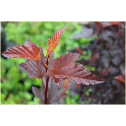 krzewy Pęcherznica kalinolistna K90