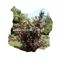 krzewy Pęcherznica kalinolistna Diabolo K54