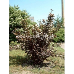 krzewy Pęcherznica kalinolistna Diabolo K54