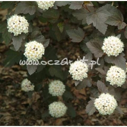 krzewy Pęcherznica kalinolistna Diabolo K54