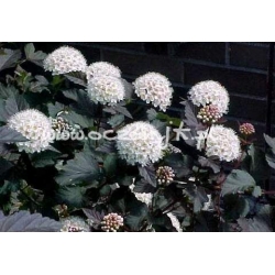 krzewy Pęcherznica kalinolistna Diabolo K54