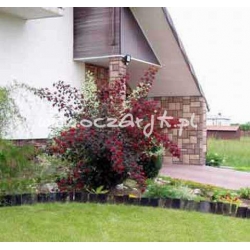 krzewy Pęcherznica kalinolistna Diabolo K54