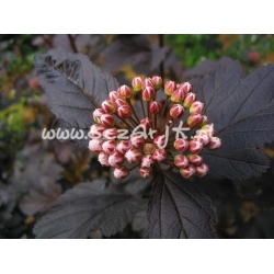 krzewy Pęcherznica kalinolistna Diabolo K54