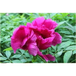 krzewy Peonia krzewiasta amarantowa K197