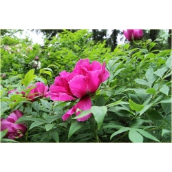 krzewy Peonia krzewiasta amarantowa K197