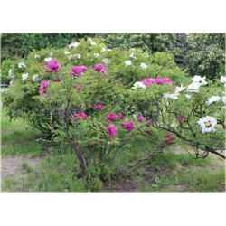 krzewy Peonia krzewiasta amarantowa K197