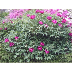 krzewy Peonia krzewiasta amarantowa K197