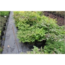 krzewy Peonia krzewiasta amarantowa K197