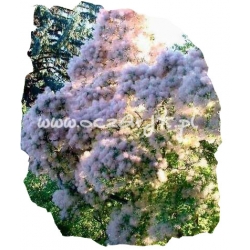 krzewy Perukowiec Kanari zielony K31